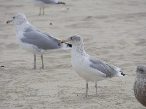 Seagulls on the beach Saint-Malo, Bretagne, France