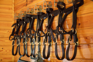 Row of hanging horse halters 