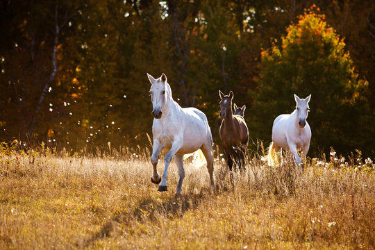 Horses galloping in a field