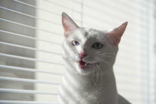 White cat witty look photo