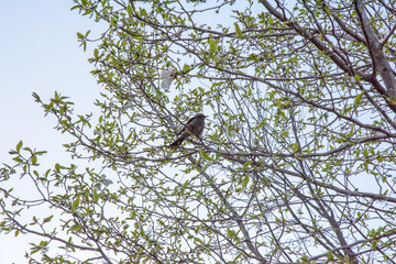 Bird on tree