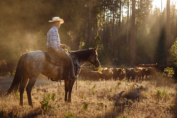 Cowboy on a horse with cattle