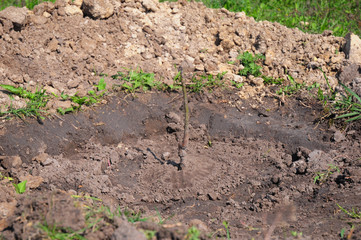 Plant a Grafted Sapling Tree. Tutorial, step by step. Growing Your Tree Correct.