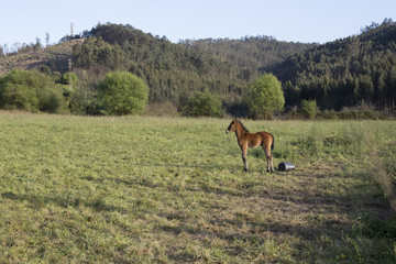 Obraz na płótnie Canvas Foal