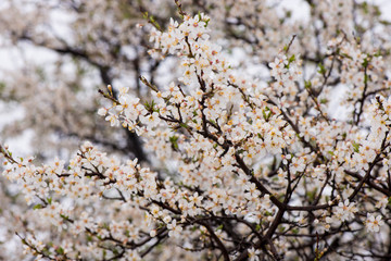 cherry blossom