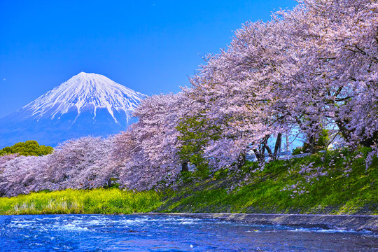 富士市　桜咲く潤井川から見た富士山
