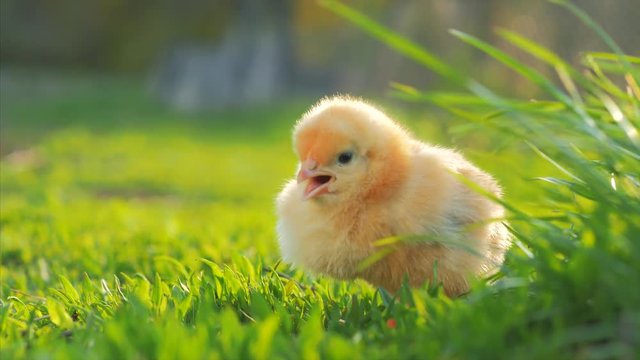 little yellow chicken sitting in green grass, moving heads and pecking grass. 4k. Close up