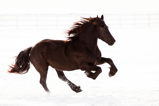 Friesian horse galloping in snowy field