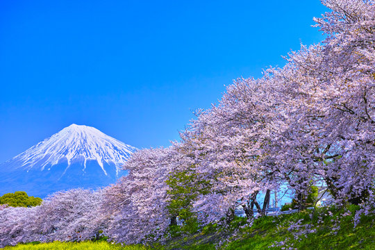富士市　桜咲く潤井川から見た富士山