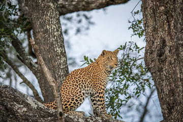 Leopard sitting in a tree.