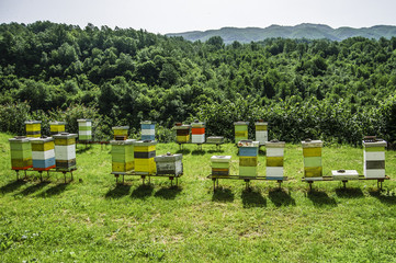 An apiary with bee hives