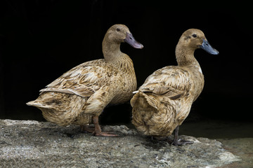 Two brown duck.