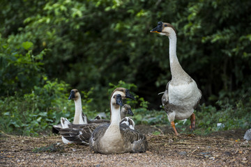 Goose sitting and standing.