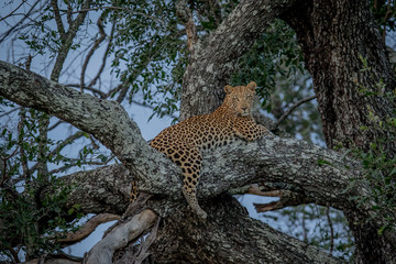 Obraz premium Leopard laying in a tree.