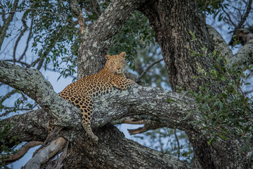 Fototapeta na wymiar Leopard laying in a tree.