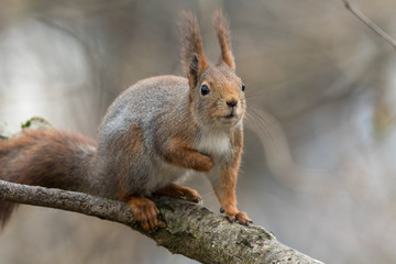 Naklejka na ściany i meble Cute young red squirrel sitting on tree branch looking interested and curious