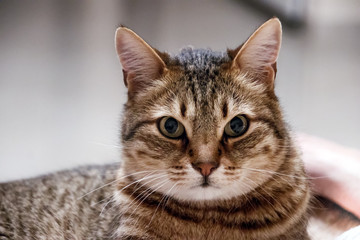Fototapeta premium Portrait of gray tabby green-eyed cat close-up