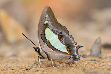Butterfly sucking minerals from soil