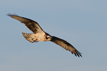 Osprey sea eagle soaring across the sky