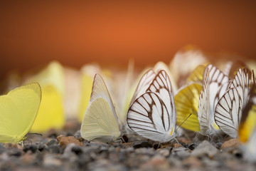 Butterflies sucking minerals from soil