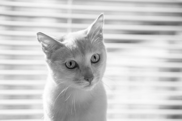 White cat witty look photo