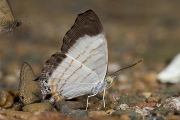 Butterflies sucking minerals from soil