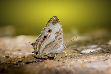 Butterflies sucking minerals from soil
