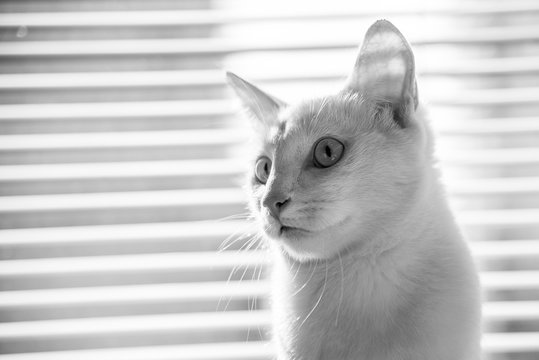 White cat witty look photo
