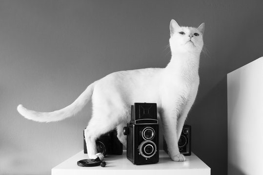 White cat witty look photo