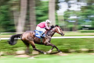 Racing Horse in Competition (Motion Pan)