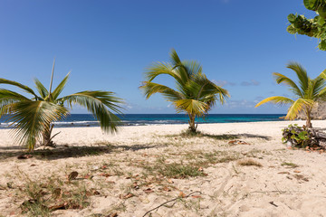 Fototapeta na wymiar Tropical beach with palm trees in Guadeloupe, Caribbean Sea