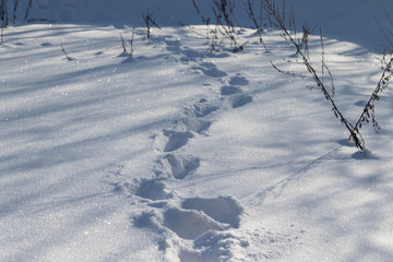 Footsteps, human tracks in the snow