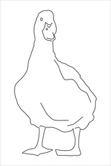 duck drawing