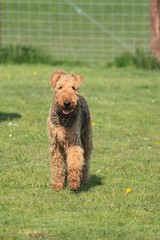 airedale terrier im garten