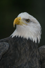 Portrait of the US National bird the american bald eagle