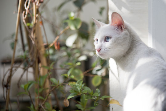Confused cat's armchair