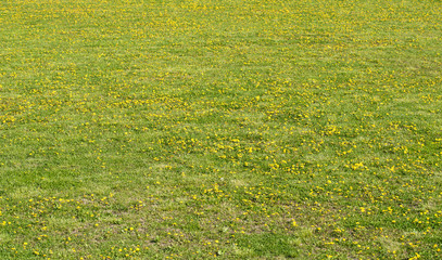 Obraz premium Top of view a dandelion field