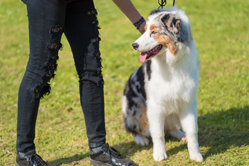 Border Collie dog in the park