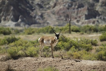 Antelope