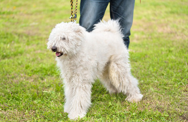 Cute Komondor dog in the park