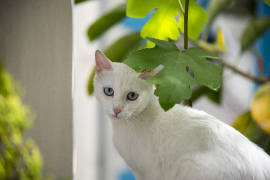 White cat witty look photo