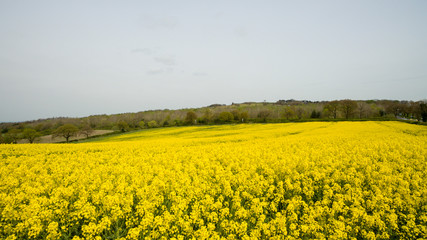 Rapeseed field yellow flowers