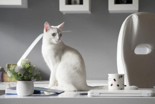 White cat witty look photo
