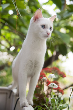 White cat witty look photo