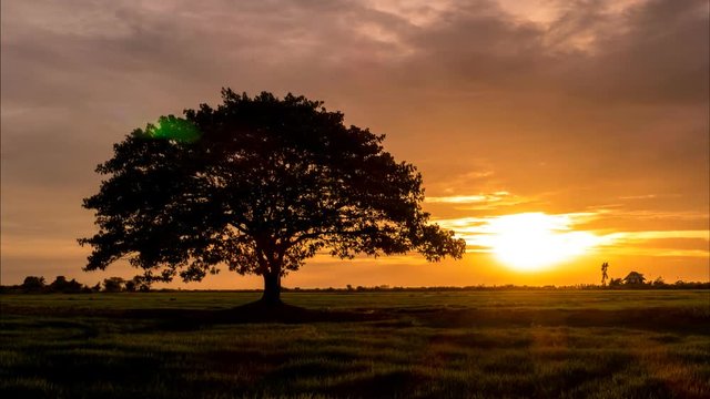 Big tree in the meadow when sunset, Time Lapse.