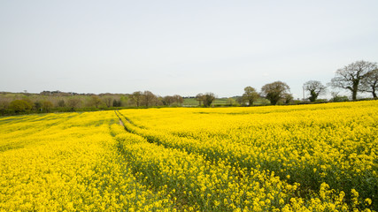 Obraz premium Rapeseed field yellow flowers