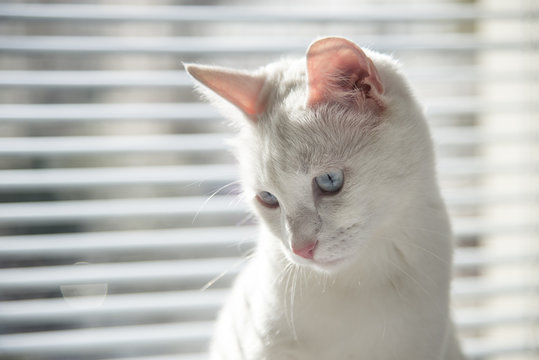 White cat witty look photo