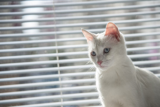 White cat witty look photo
