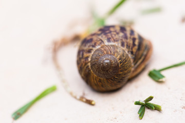 Garden snail