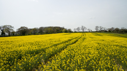 Obraz premium Rapeseed field yellow flowers